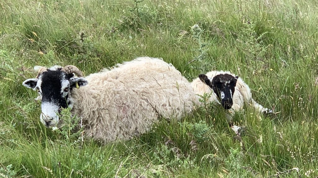 Sheep in the Yorkshire Dales